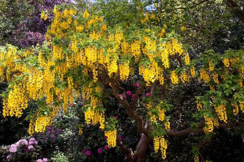 Alpen-Goldregen (Laburnum alpinum)