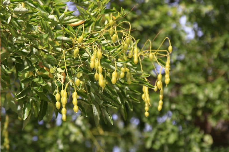 Amerikanische Gleditschie (Gleditsia triacanthos)