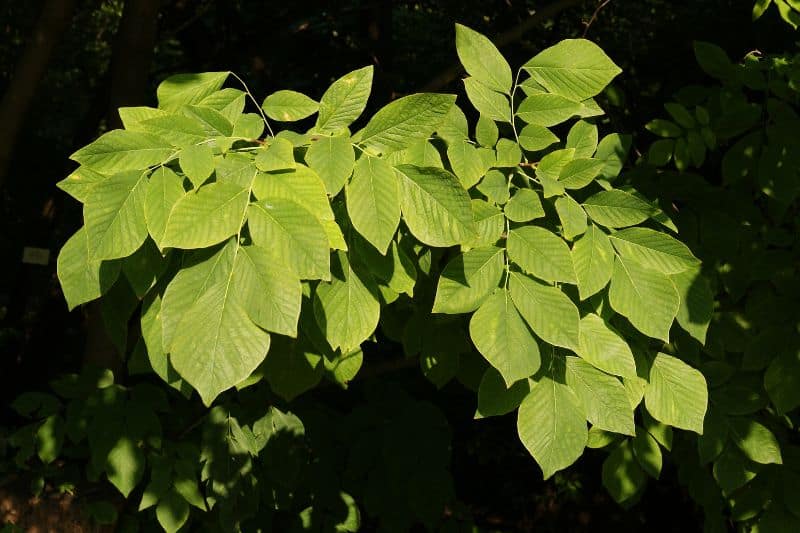 Amerikanisches Gelbholz (Cladrastis kentukea)