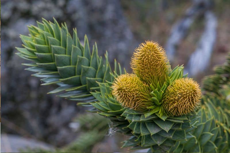 Andentanne (Araucaria araucana)