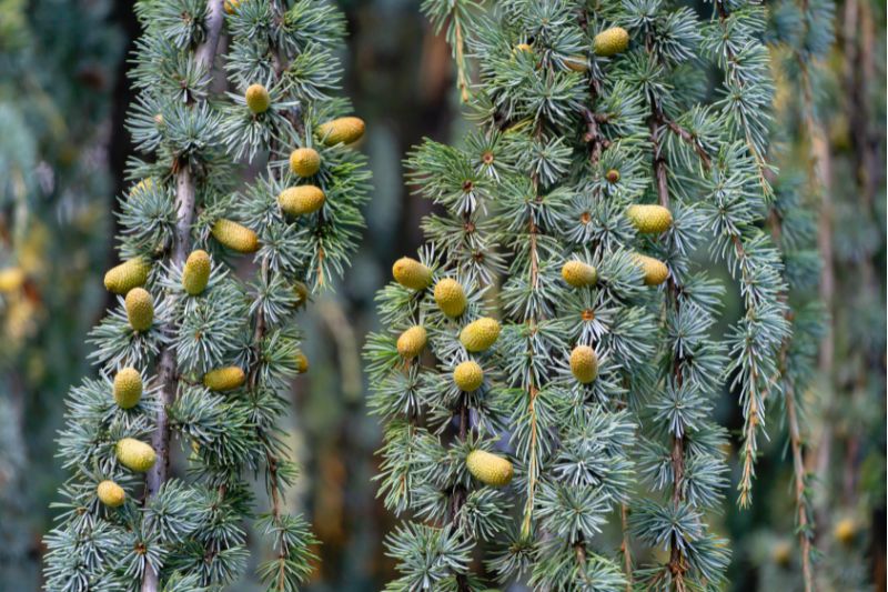 Atlas-Zeder (Cedrus atlantica)