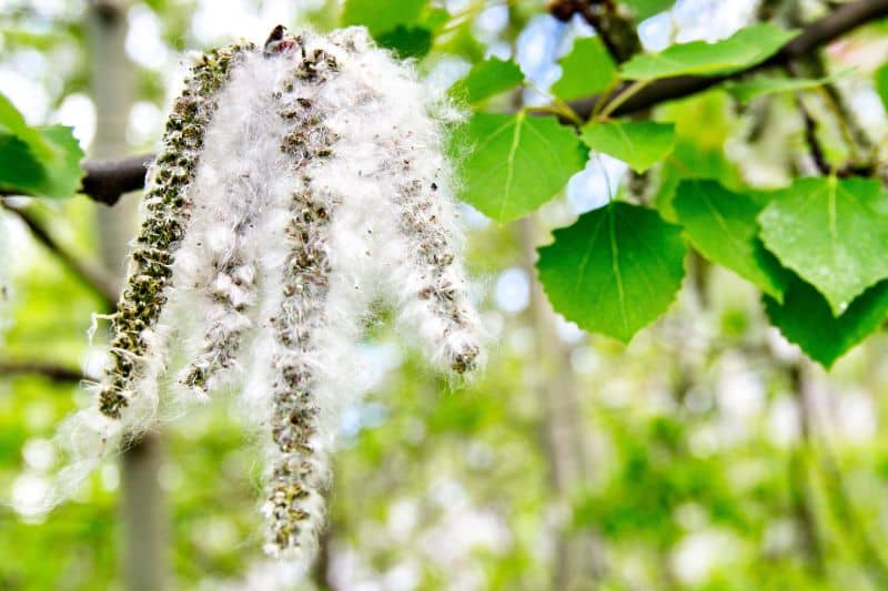 Balsam-Pappel (Populus balsamifera)