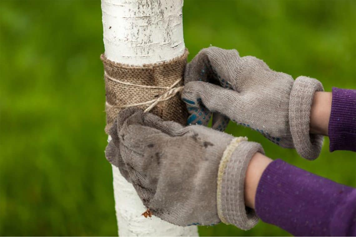 Wunde an Baum mit Verband aus Jute behandeln