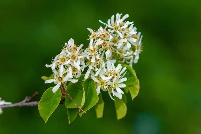 Baum-Felsenbirne (Amelanchier arborea)