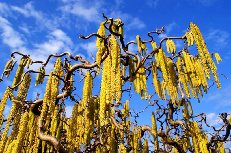 Baum-Hasel (Corylus colurna)