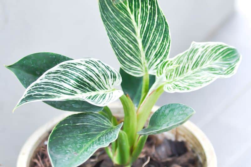 Baumfreund 'White Wave' (Philodendron)