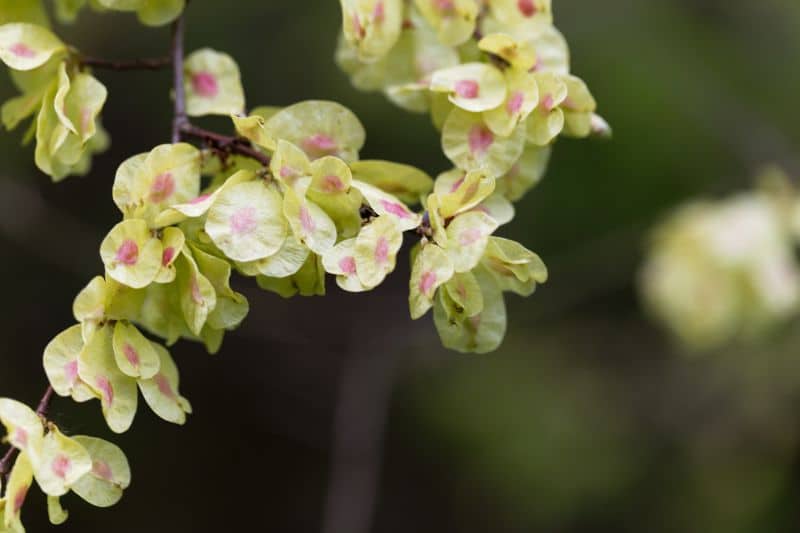 Berg-Ulme (Ulmus glabra)