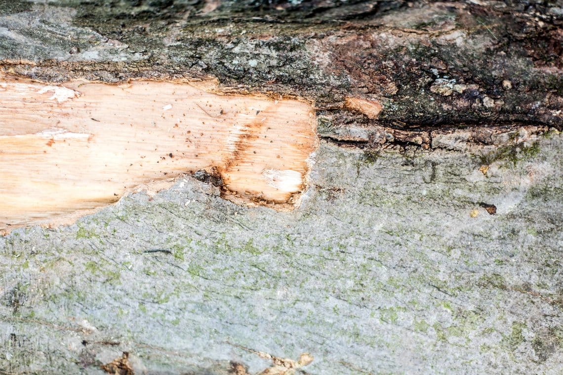 beschädigte Rinde von einem Baum