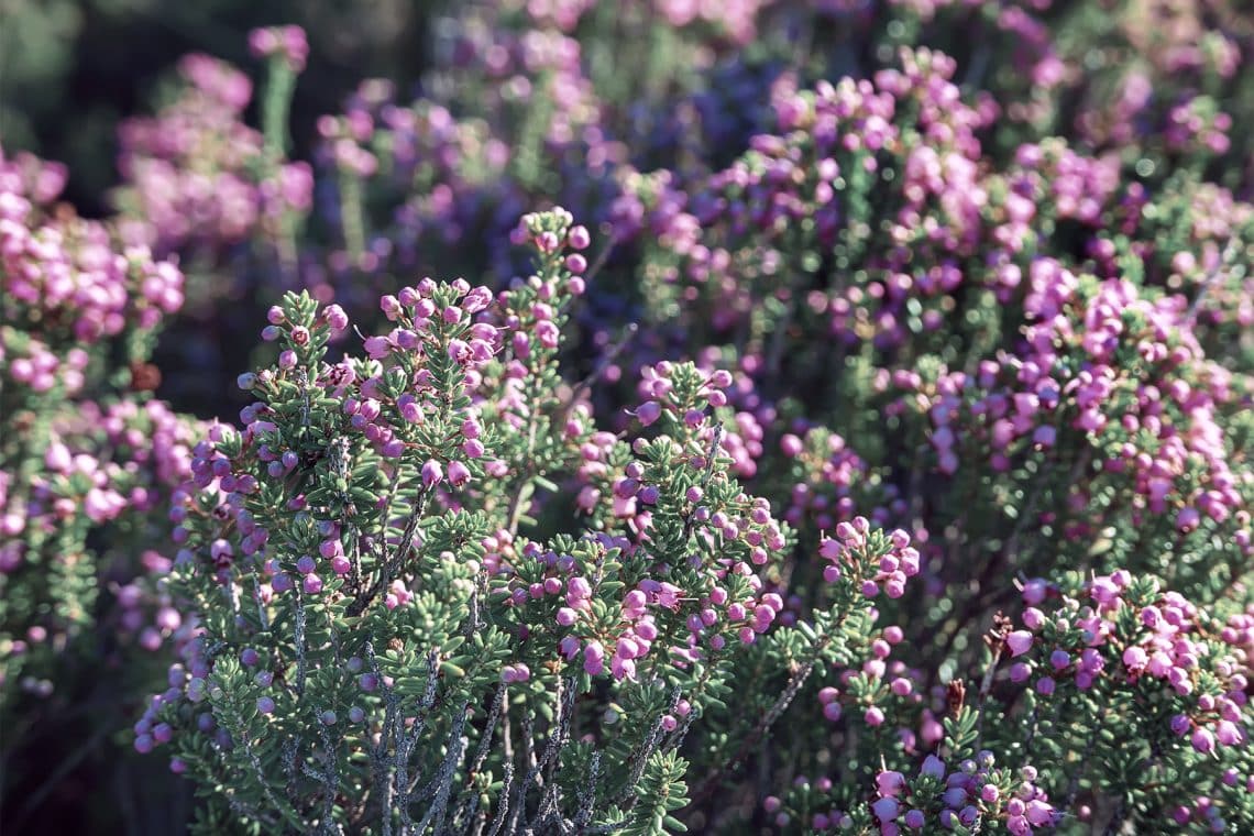 Besenheide/Heidekraut (Calluna vulgaris)