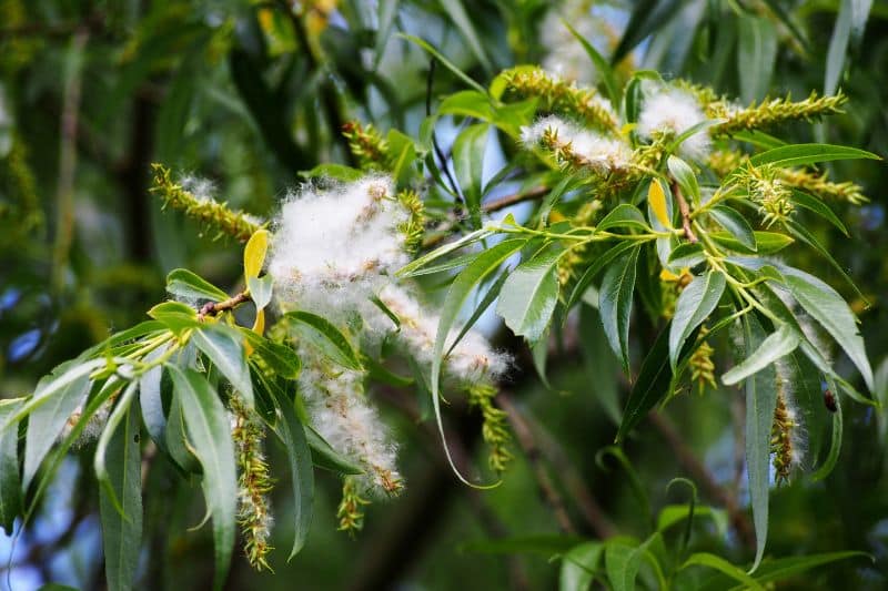 Birken-Pappel (Populus simonii)