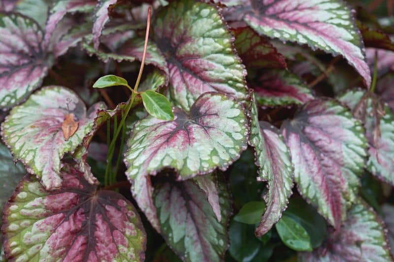 Zimmerpflanzen mit bunten Blättern - Blattbegonie (Begonia rex)