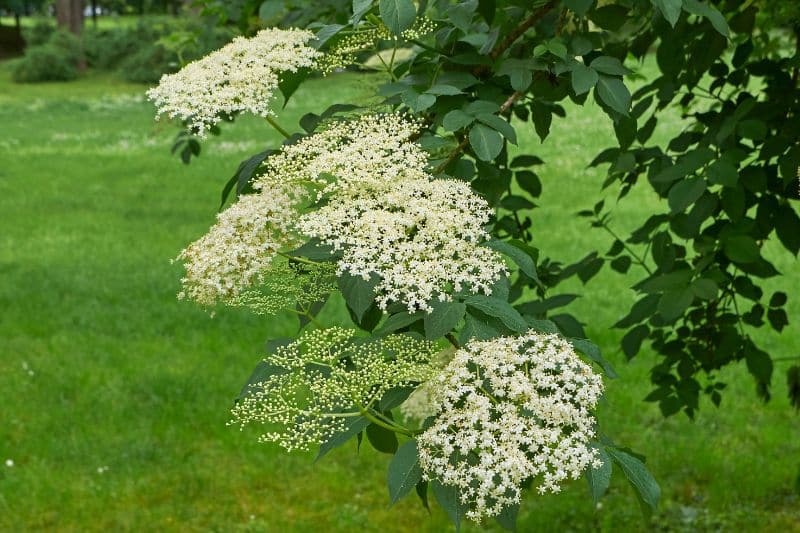 Blauer Holunder (Sambucus nigra ssp. caerulea)