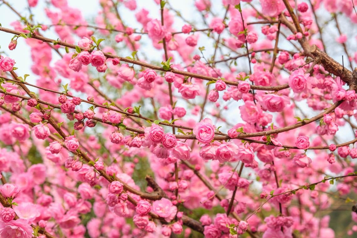 Blut-Pflaume (Prunus cerasifera 'Nigra')