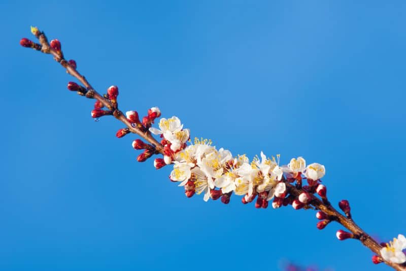 Bruch-Weide (Salix fragilis)