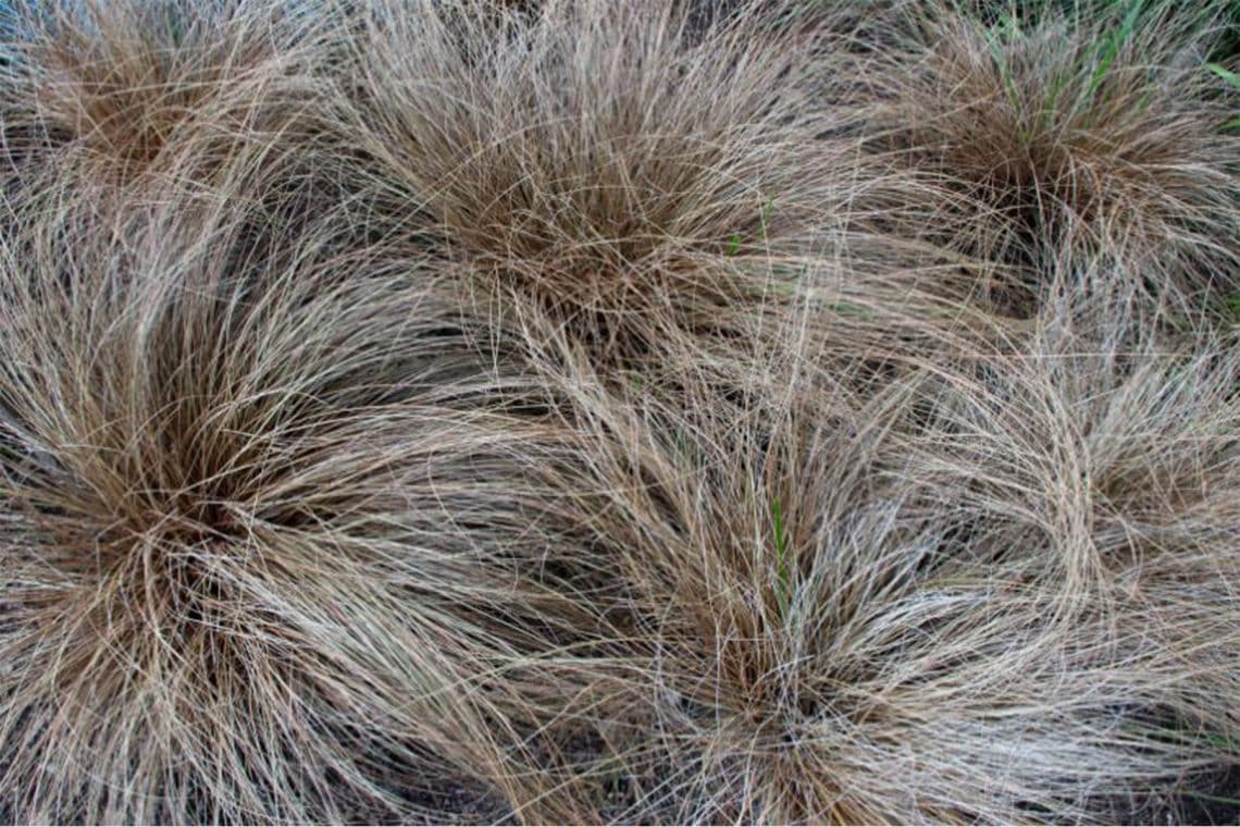 Buchanan-Segge/Fuchsrote Segge (Carex buchananii)