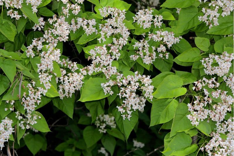 Bunges Trompetenbaum (Catalpa bungei)