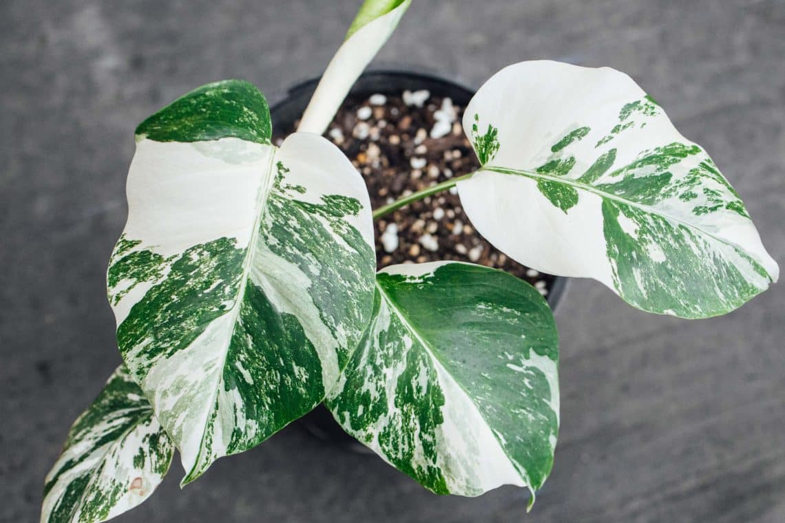 Buntes Fensterblatt (Monstera variegata)