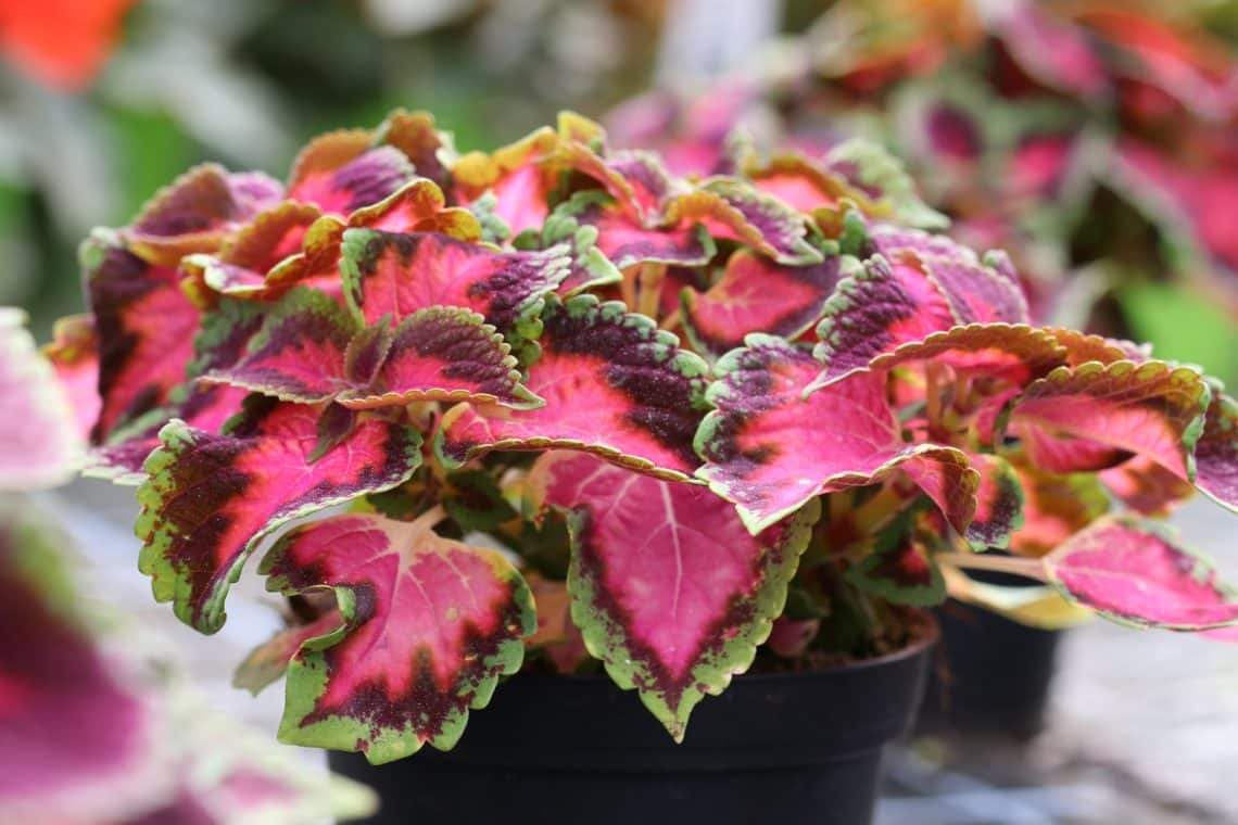 Buntnessel (Plectranthus scutellarioides)