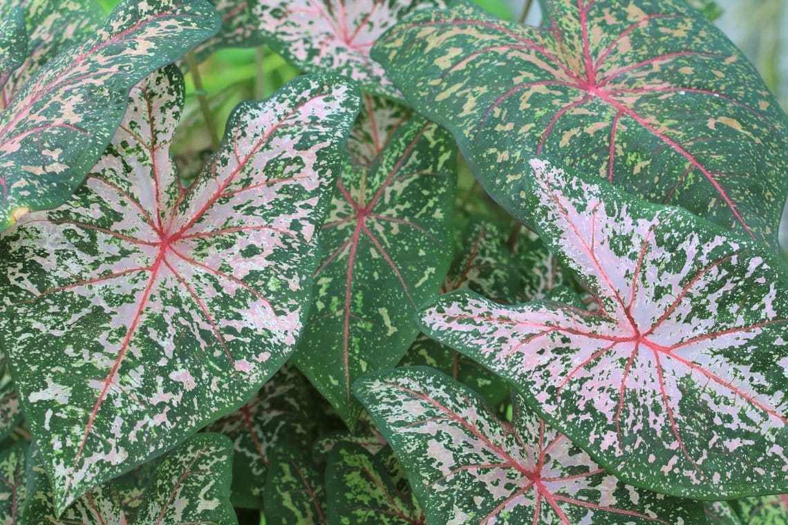 Buntwurz (Caladium bicolor)