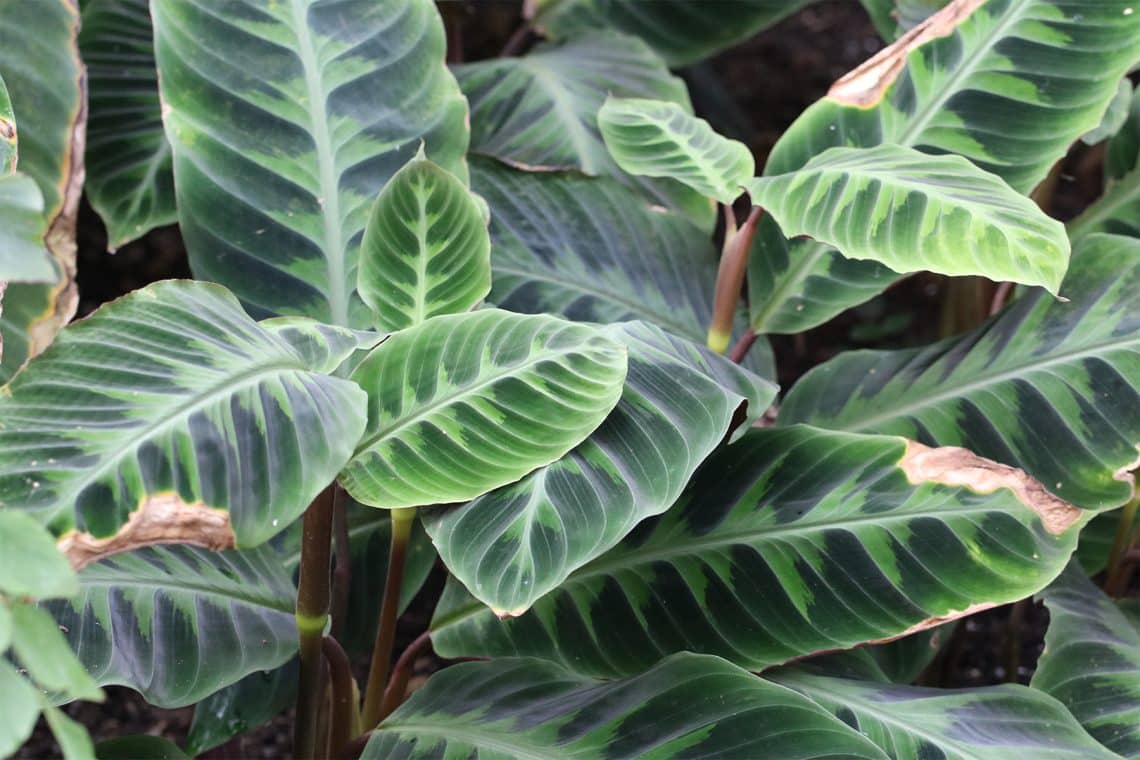 Korbmarante (Calathea)