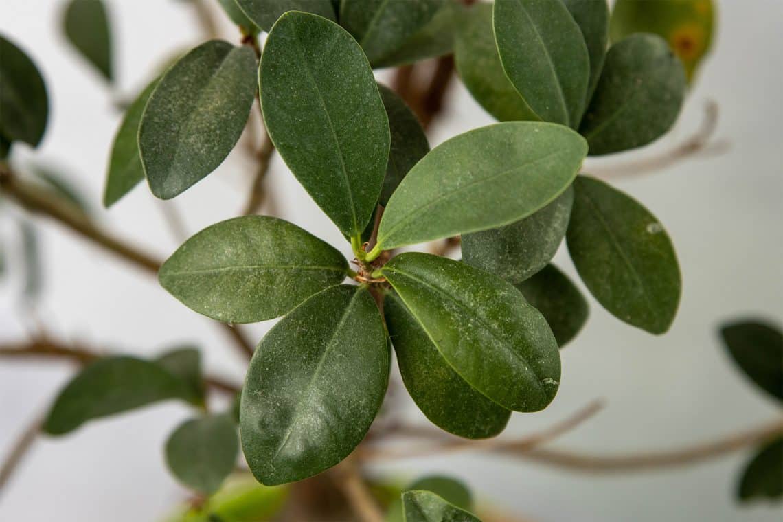 Chinesische Feige - Ficus microcarpa 'Ginseng'