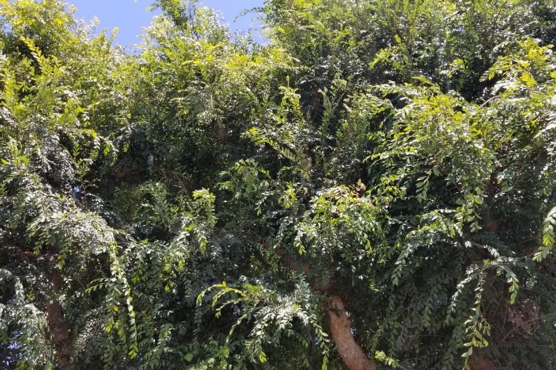 Chinesische Ulme (Ulmus parvifolia)