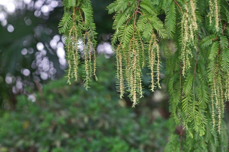 Chinesisches Rotholz (Metasequoia glyptostroboides)