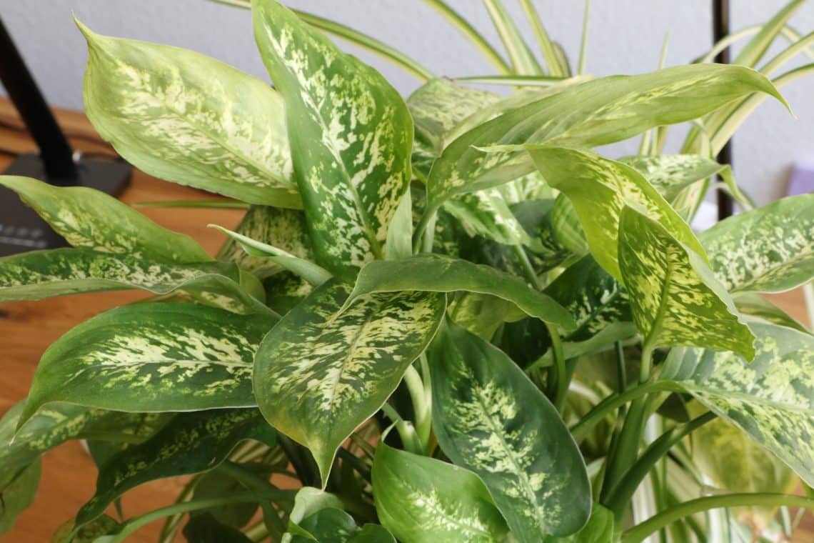 Dieffenbachie (Dieffenbachia)