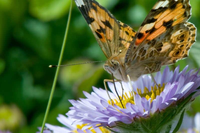 Distelfalter (Vanessa cardui)