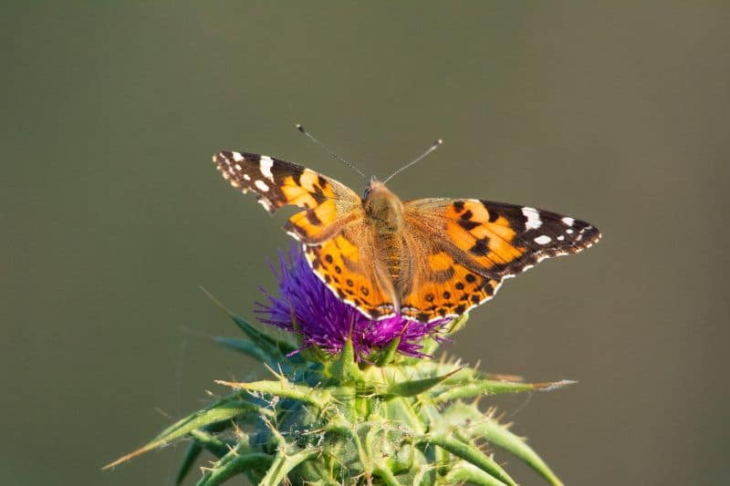 Distelfalter (Vanessa cardui)