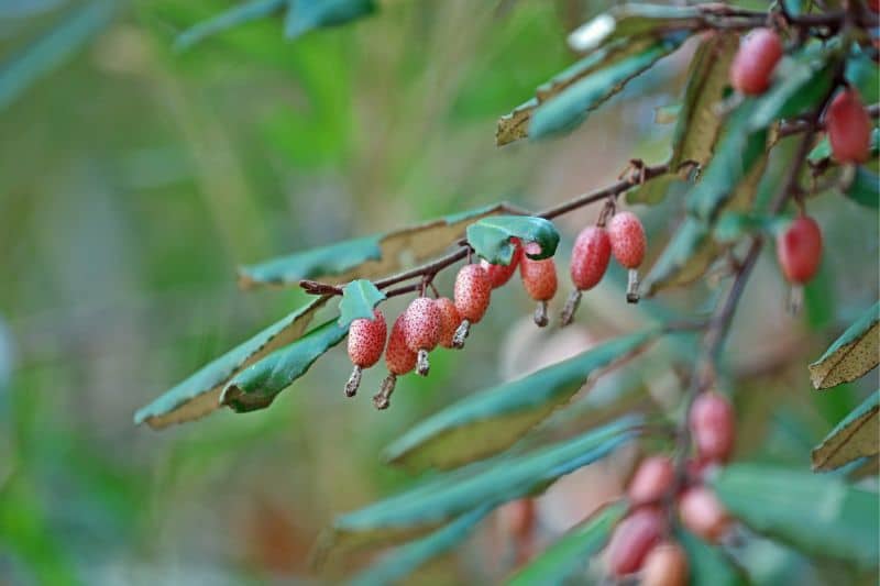 Dornige Ölweide (Elaeagnus pungens)