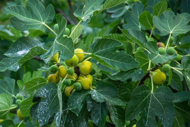 Echter Feigenbaum (Ficus carica)