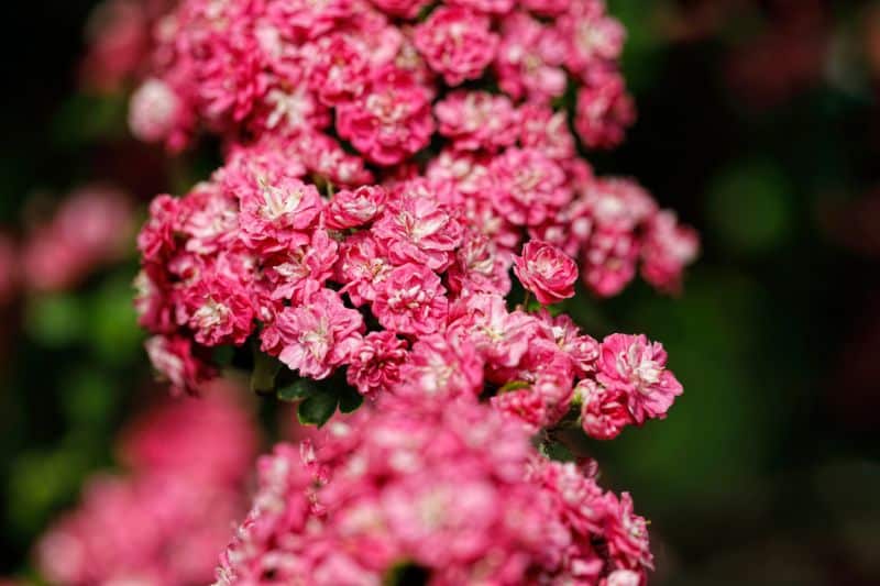 Echter Rotdorn (Crataegus laevigata 'Paul's Scarlet')