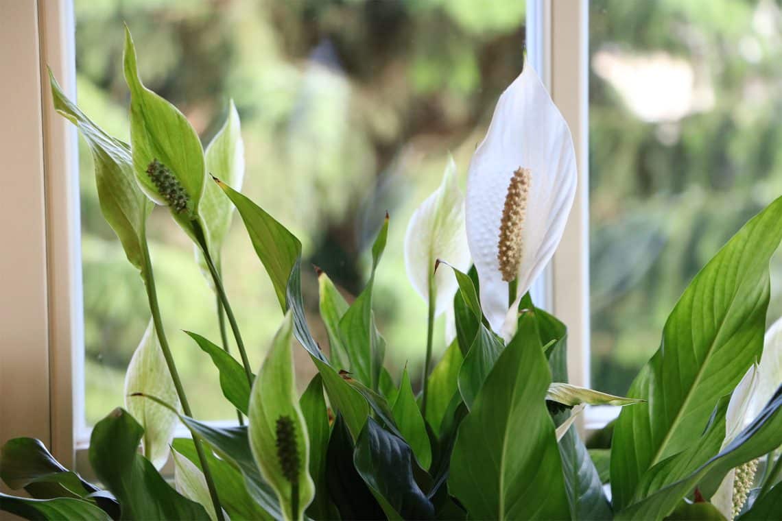 Einblatt (Spathiphyllum wallisii)