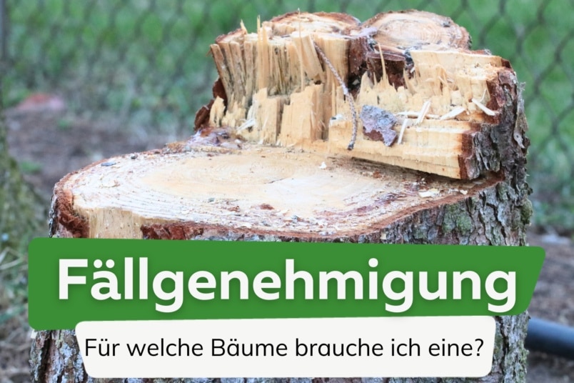 Fällgenehmigung - Für welche Bäume wird sie gebracht?