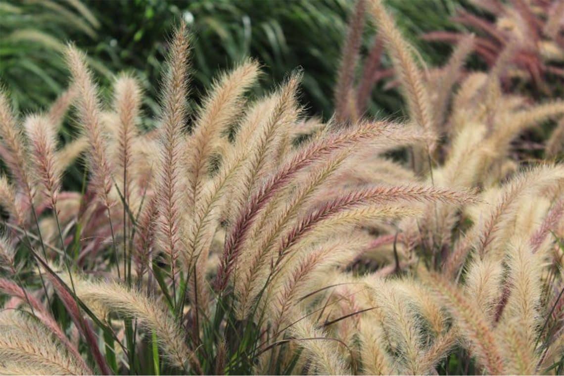 Federborstengras/Lampenputzergras (Pennisetum alopecuroides)