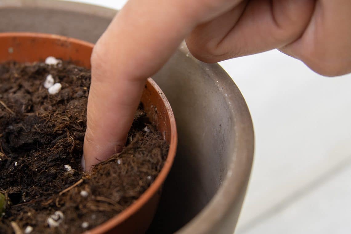 Mit Finger die Blumentopferde prüfen