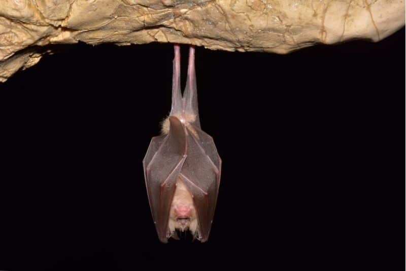 Fledermaus (Chiroptera) hält Winterschlaf