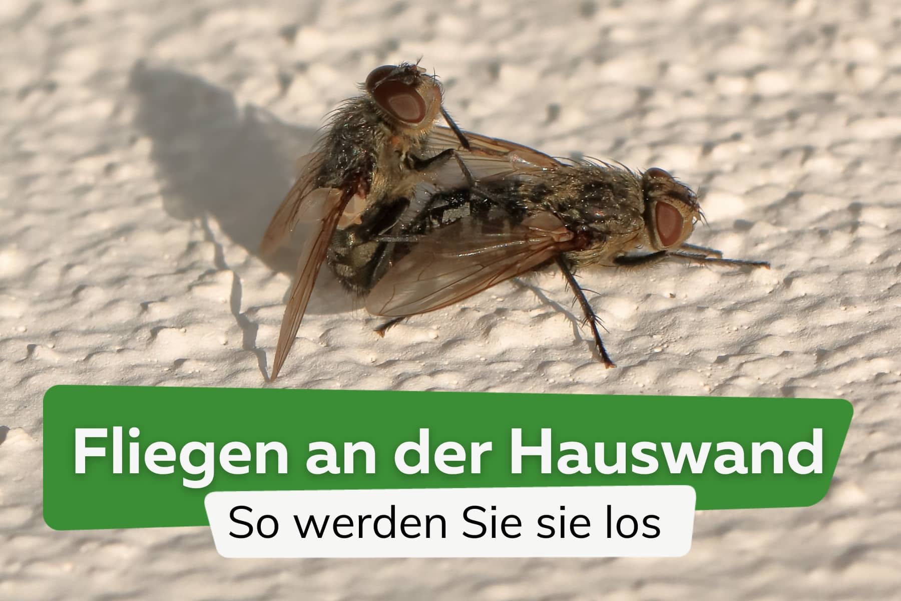 Fliegen an der Hauswand