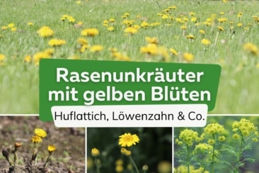 Rasenunkräuter mit gelben Blüten