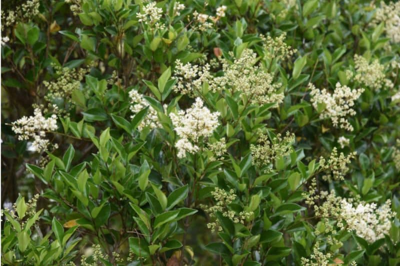 Glänzender Liguster (Ligustrum lucidum)