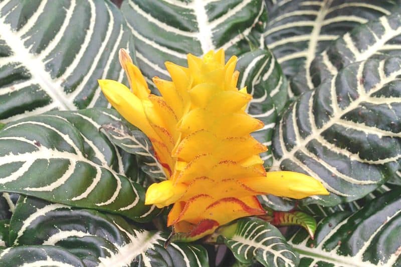 Glanzkölbchen (Aphelandra squarrosa)