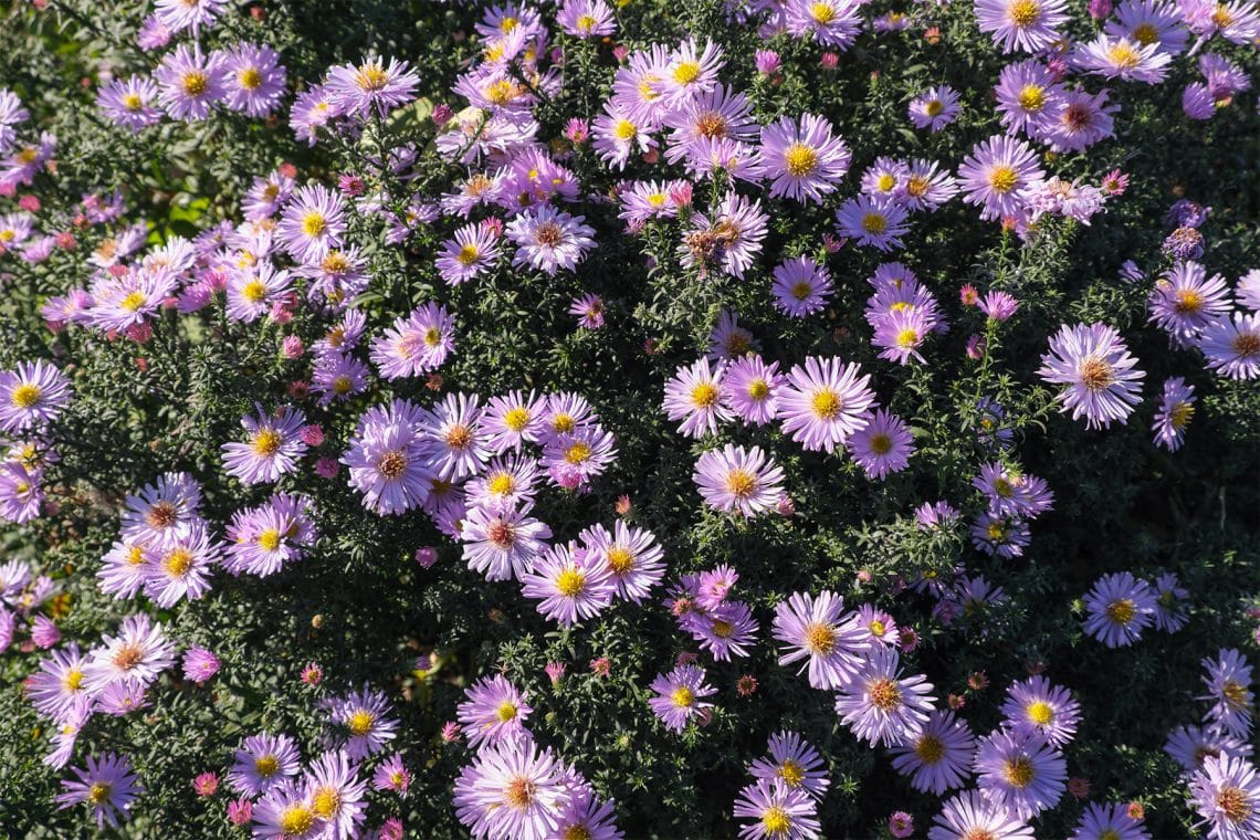 Glattblattaster (Aster novi-belgii)