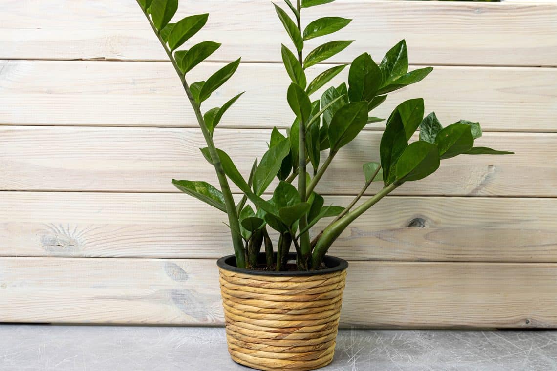 Glücksfeder (Zamioculcas zamiifolia)