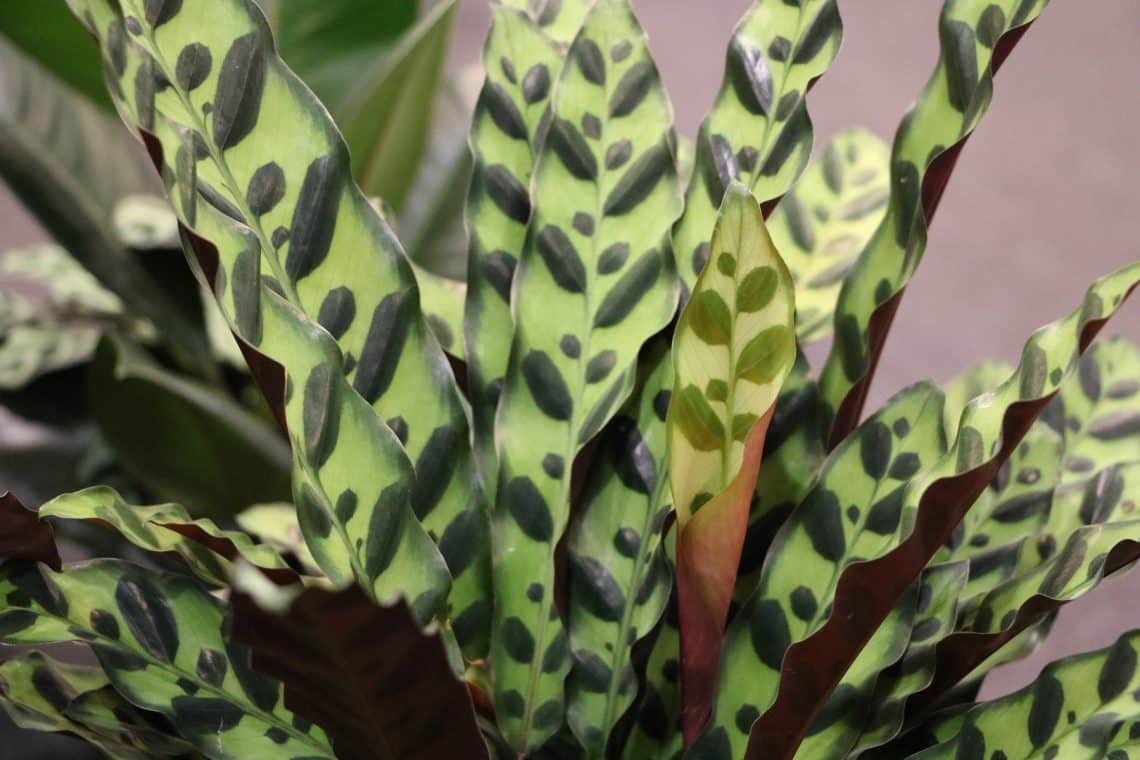 Große Pfauen-Korbmarante (Calathea makoyana)