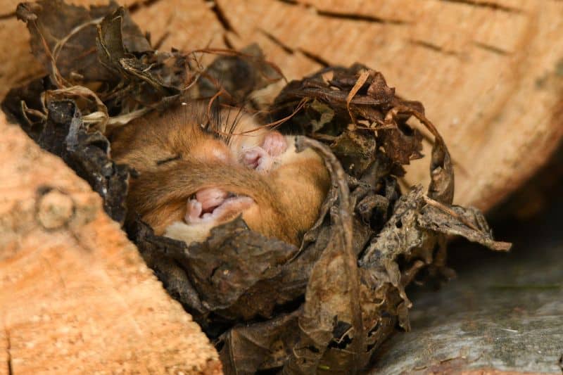 Haselmaus (Muscardinus avellanarius) hält Winterschlaf