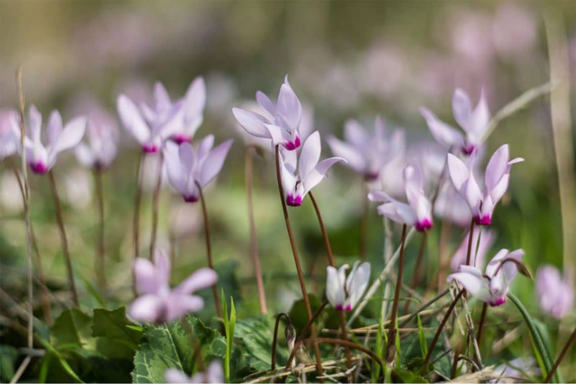 Herbst-Alpenveilchen (Cyclamen hederifolium, syn. Cyclamen neapolitanum)