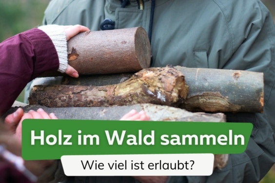 Holz im Wald sammeln - was ist erlaubt?