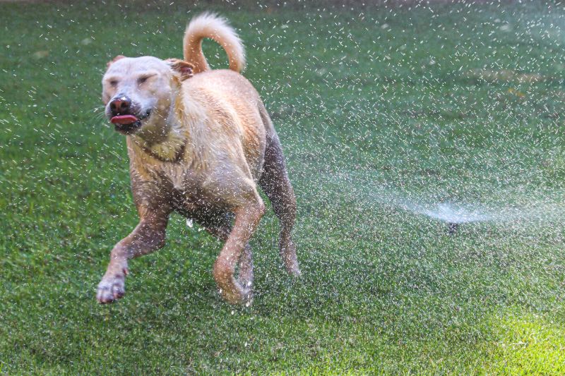 Hund an Sprinkleranlage