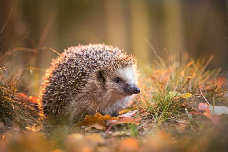 Igel (Erinaceidae)